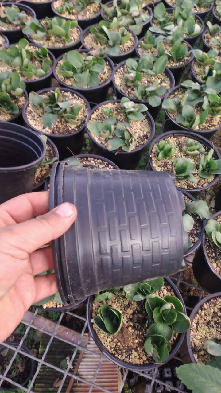 گلدان ژله ای متریال گیاهی